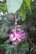 Diep roze barringtoniabloemen.