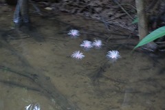 Gevallen witte barrigtonia op het rivierwater.