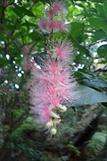 Roze barringtonia