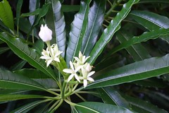 Het ziet er prachtig uit maar het sap van deze plant is giftig en wit zoals melk.