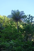 Okinawaanse varens