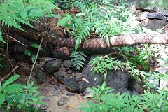 Wandelpad in de jungle op Iriomote.
