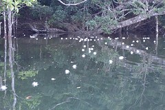 Net gevallen Barringtonia op de riviertjes.