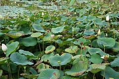 Lotusbloemen