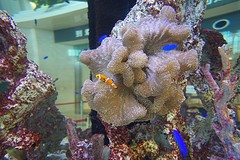 Het aquarium in Ishigaki airport met de oranje-witte visjes.