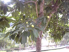 Dat is dezelfde giftige plant als in Iriomote. Hier met vruchten.