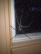 In de subtropen zijn de insecten al groter dan meer noordelijk.