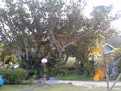 Het zicht van de tuin op het terras van het hostel in Kabira bay.