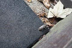 Allerlei insecten
