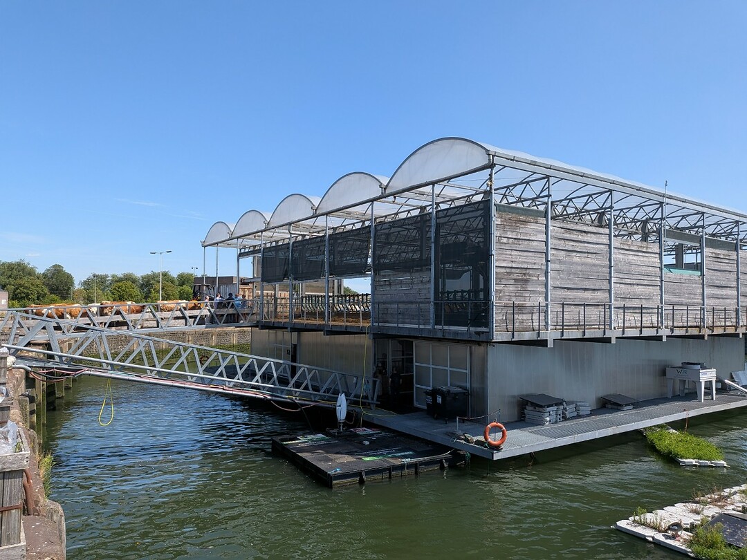 De koeien wachten op de brug om de stal binnen te gaan. De dierenarts is aan het werk.