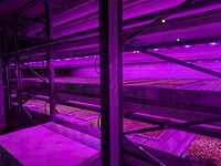 Groentjes kweken in de floating farm