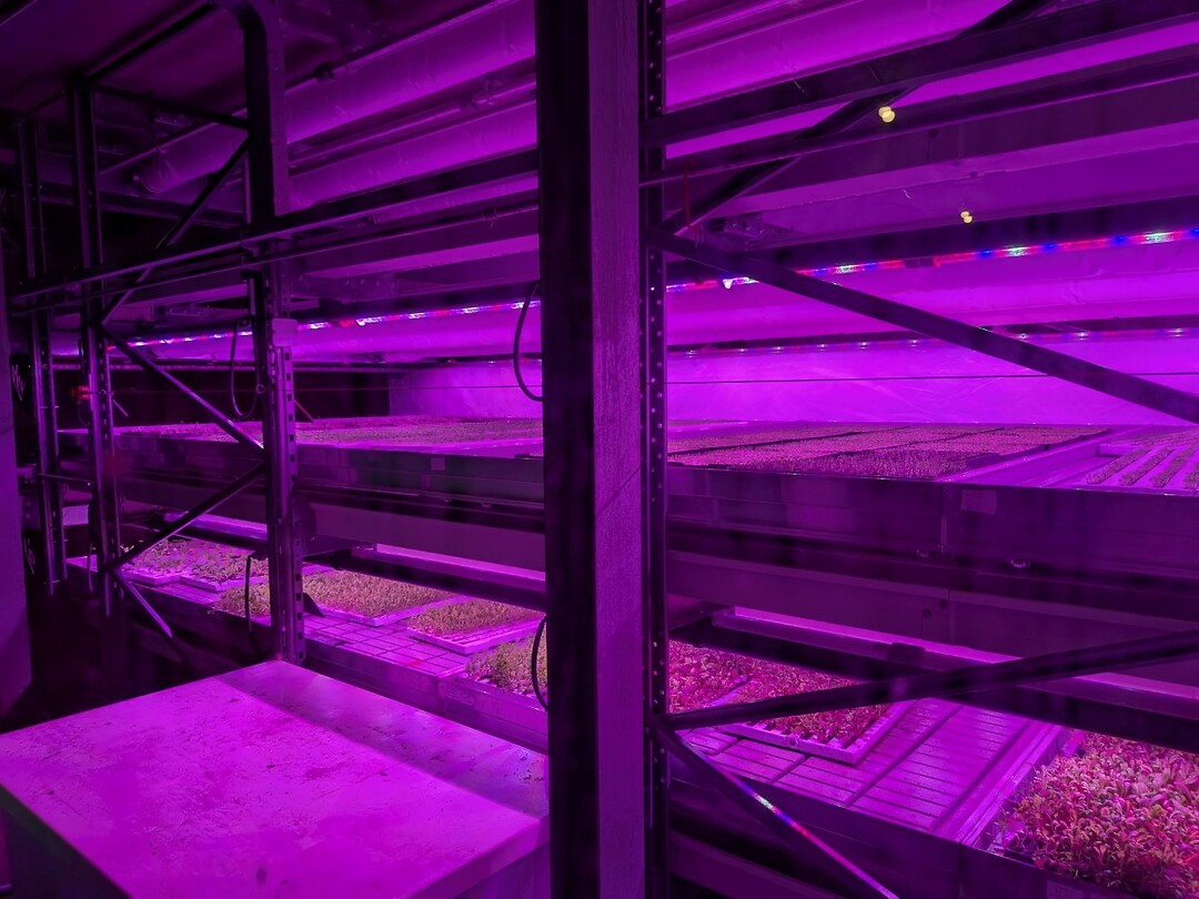 Groentjes kweken in de floating farm