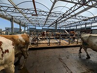Koeien in de stal van de floating farm