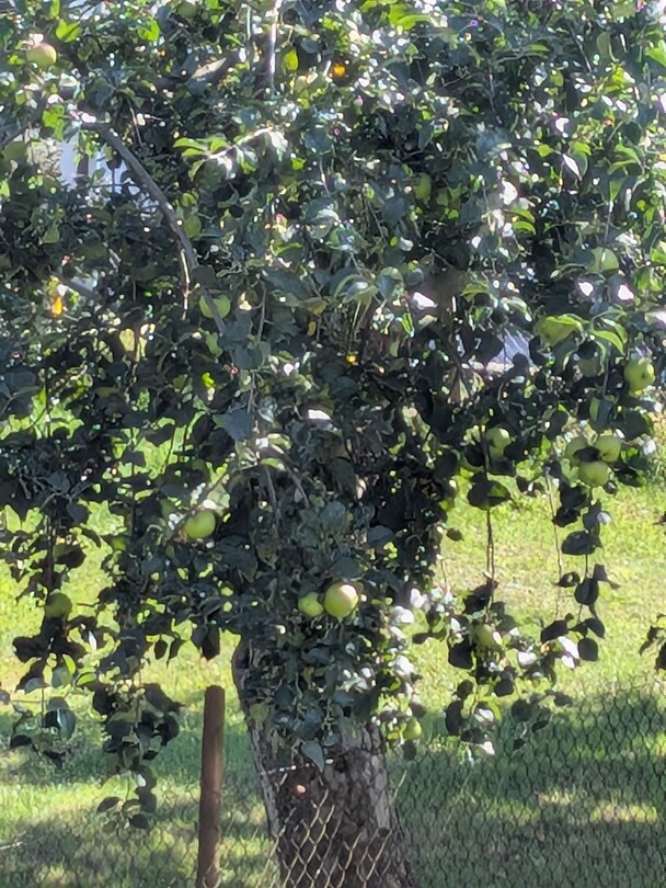 Het wordt weldra tijd om de appels te oogsten.