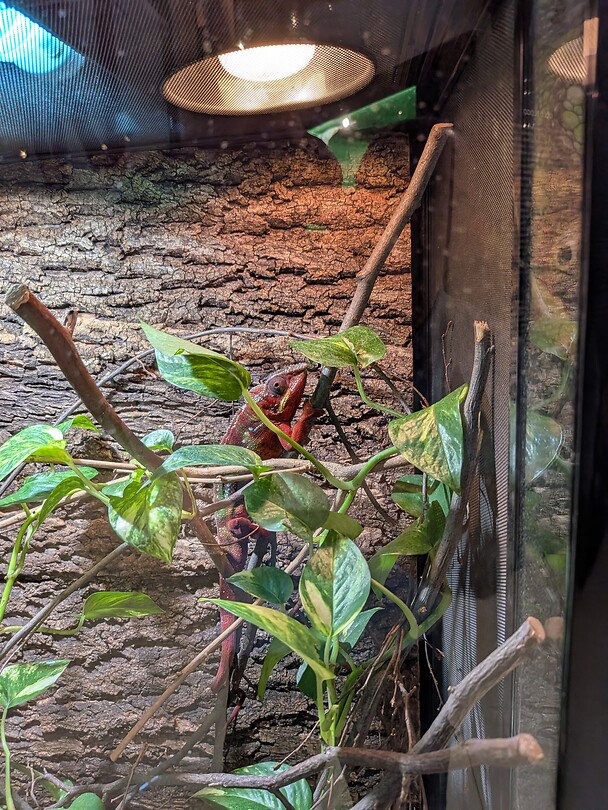 Een kameleon