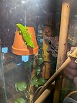 Een gekko