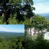 Gibbon Experience