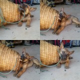 Puppy