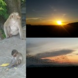 Monkeys, bats, sundonw