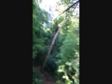 Zipline with the Classic Gibbon Experience