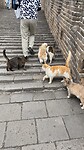 Cats♥️🇨🇳