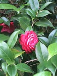 IMG_1811