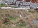 n zeeland 042