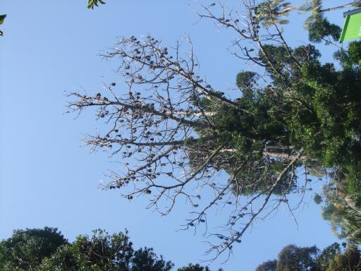 DSCF0867