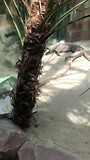 komodo_dragon