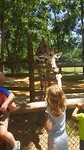 Sophie voert giraffe
