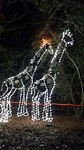 Xmas bij Montgomery zoo