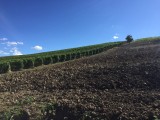 Wijngaard wandeling
