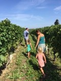 Vrolijke tocht door de wijngaard in nizza monferrato