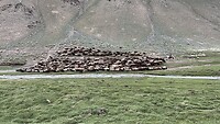 Yurt kamp