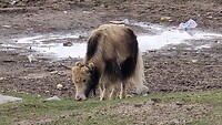 Yak