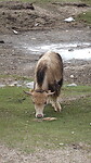 Baby yak