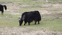 Yak