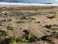 Sla op het strand ??