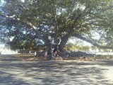 De peace, love and understanding tree