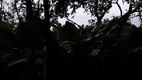 De wekker in Tortuguero met brulapen en vogels.