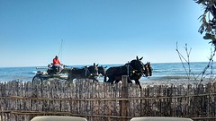 Wat er hier op het strand zoal voorbij komt....