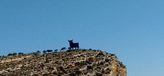 Stier