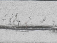 Flamingo's in de Arade 2