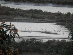 Flamingo's in de Arade