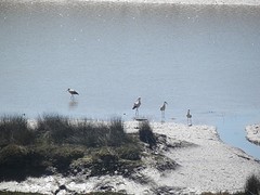 Ooienvaars in de Arade