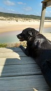 Ook Blues geniet van het mooie uitzicht op Praia do Amoreira :-)