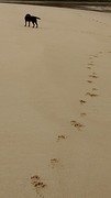Sporen in het zand