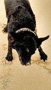 Blues door dolle heen tijdens de strandwandeling