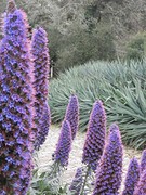 Tuin Palace of Monserrate 2