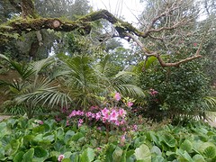 Tuin Palace of Monserrate 3